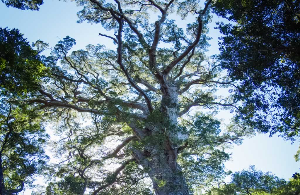 Tsitsikamma Big Tree